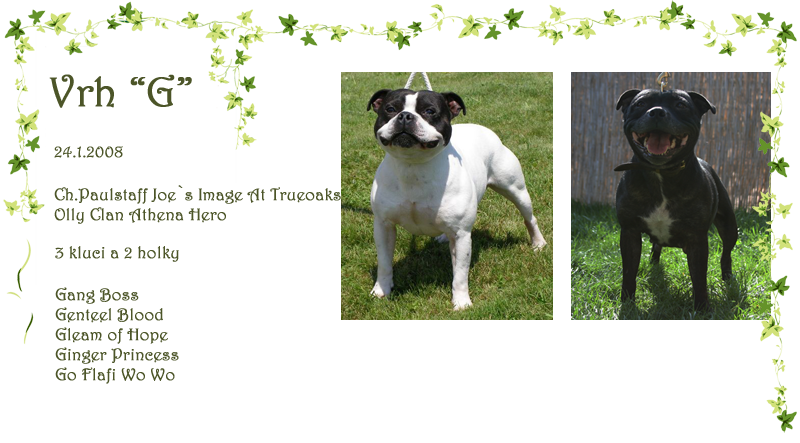 stafodchovg